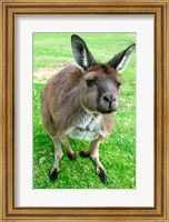 Portrait of a kangaroo, Australia Fine Art Print