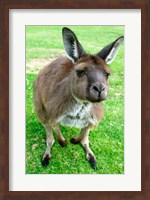 Portrait of a kangaroo, Australia Fine Art Print