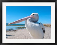 Close-up of a pelican, Eyre Peninsula, Australia Fine Art Print