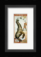 Sea Lion Catching Hats Fine Art Print