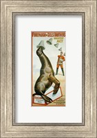 Sea Lion Catching Hats Fine Art Print