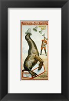 Sea Lion Catching Hats Fine Art Print
