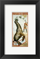 Sea Lion Catching Hats Framed Print