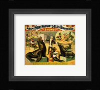 Circus Seals Framed Print