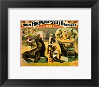 Circus Seals Framed Print