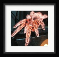 Chilian Fire Hair Tarantula Fine Art Print
