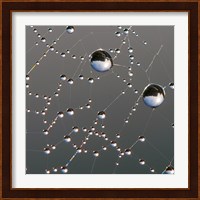 Dew on Spider Web Fine Art Print
