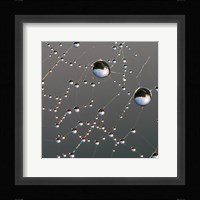 Dew on Spider Web Fine Art Print