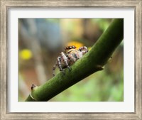 Small Spider Fine Art Print