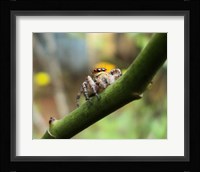 Small Spider Fine Art Print