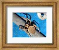Spider, Garden Orb Weaver Fine Art Print