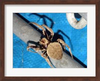 Spider, Garden Orb Weaver Fine Art Print