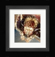 Spider Close Up Fine Art Print