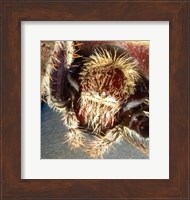 Spider Close Up Fine Art Print