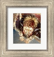 Spider Close Up Fine Art Print