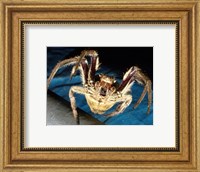 Spider, Garden Orb Fine Art Print