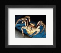 Spider, Garden Orb Fine Art Print