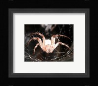 Spider In Web Fine Art Print