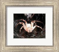 Spider In Web Fine Art Print