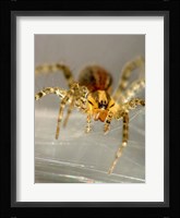 Spider Spinning Web Fine Art Print