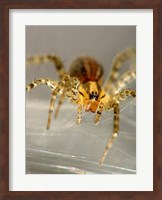 Spider Spinning Web Fine Art Print