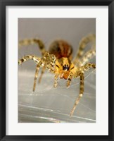 Spider Spinning Web Fine Art Print
