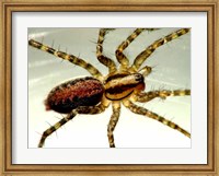 Spider Close Up Fine Art Print