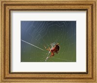 Spider Spinning Its Web Fine Art Print