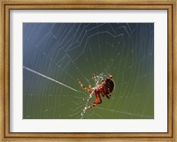Spider Spinning Its Web Fine Art Print