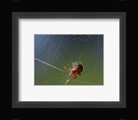Spider Spinning Its Web Fine Art Print