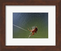 Spider Spinning Its Web Fine Art Print