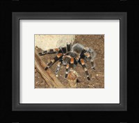 Tarantula Fine Art Print