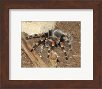 Tarantula Fine Art Print