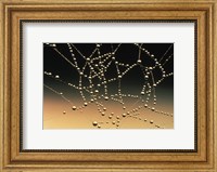 Water Drops on Spiderweb Fine Art Print