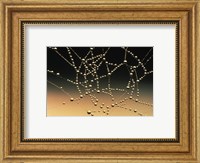 Water Drops on Spiderweb Fine Art Print