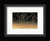 Water Drops on Spiderweb Fine Art Print