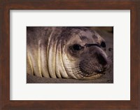 Seal - close Fine Art Print