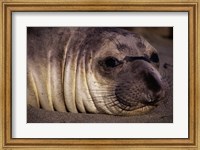 Seal - close Fine Art Print