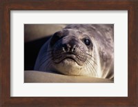 Seal - photo Fine Art Print
