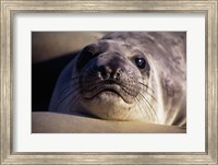 Seal - photo Fine Art Print