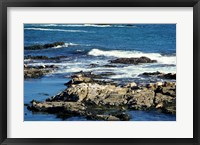 Seals on rocks at the coast, California, USA Fine Art Print