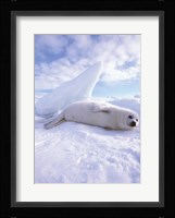 Seal - laying Fine Art Print