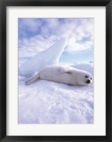 Seal - laying Fine Art Print