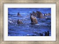 Steller Sea Lions Fine Art Print