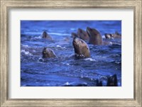 Steller Sea Lions Fine Art Print