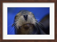 Close-up of a California Sea Lion swimming in water Fine Art Print
