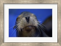 Close-up of a California Sea Lion swimming in water Fine Art Print