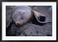 Close-up of a Sea Lion sleeping on a rock, Galapagos Islands, Ecuador Fine Art Print