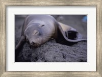 Close-up of a Sea Lion sleeping on a rock, Galapagos Islands, Ecuador Fine Art Print