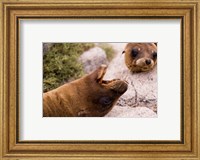 Close-up of two Sea Lions relaxing on rocks, Ecuador Fine Art Print